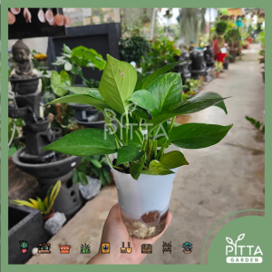 Money Plant with Lazy Pot 绿萝 万年青 水培植物 | INDOOR PLANT 室内植物