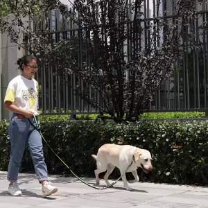High Qulity Retractable Hands Free Dog Leash For Running Dual Handle Bungee Leash Reflective For LargeSupplies Accessory2026