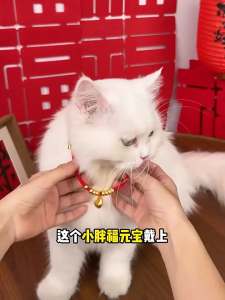 Longevity Lock Cats Neck Collar Adjustable Cats Necklace With Bells For Indoor Outdoor Cats Safety Fashion Accessory