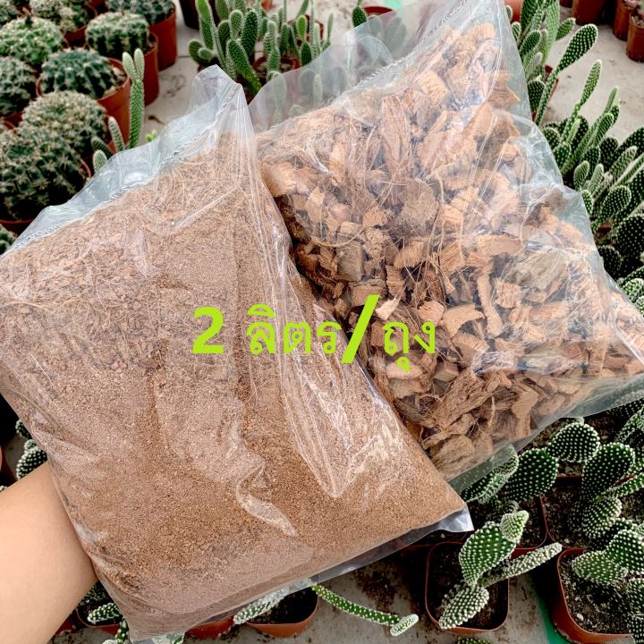 8 อันดับกาบมะพร้าวสับยอดนิยมสำหรับคนรักต้นไม้ อัปเดตปี 2025