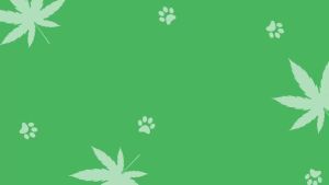 Cat Antitics for Infection Natural Antitics for Cats Cat Multivitamins Liquid Cat Antitic Supports Immune and Cats Allergy Itch Relief Pet Antitics Supplements Chicken Flavor 2 Fl Oz