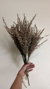 Foeniculum vulgare | bunga adas wangi kering | pikok | bunga kering | dried flower rustic