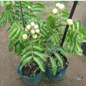 Bibit Kelengkeng Aroma Durian Cepat Berbuah Bisa COD
