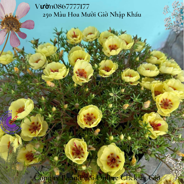 Hoa mười giờ mỹ kép vàng chanh giống hoa to loại giâm cành 🌺 0867777377 ...