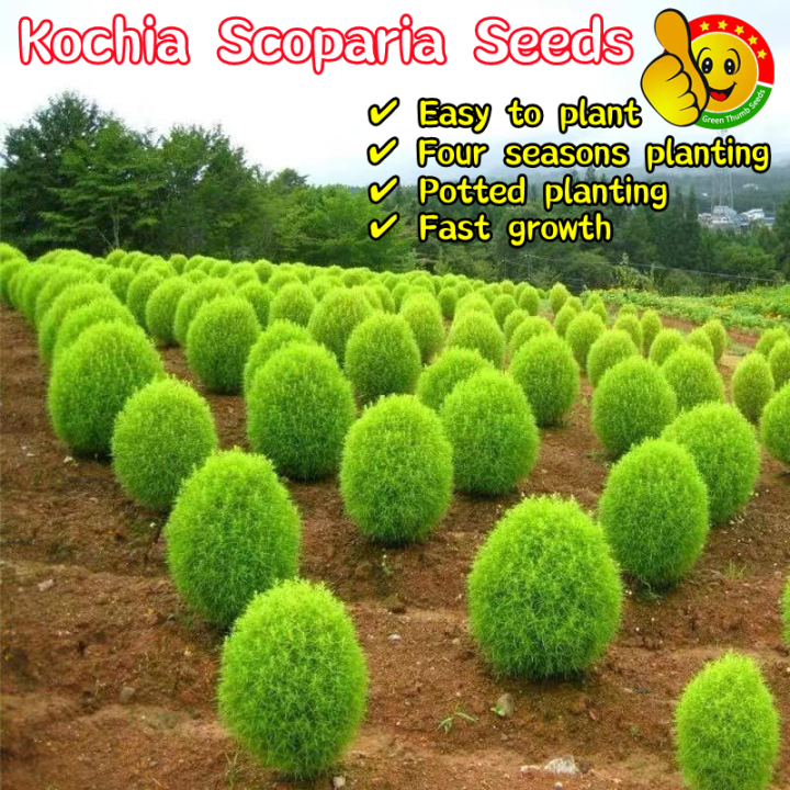 100% Original Red Green Kochia Scoparia Seeds (Fresh 100pcs Seeds) 地肤种子 ...