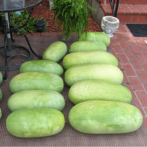 เมล็ดพันธุ์แตงโม ชาร์เลสตัน เกรย์ หวานใหญ่ ปลูกง่าย