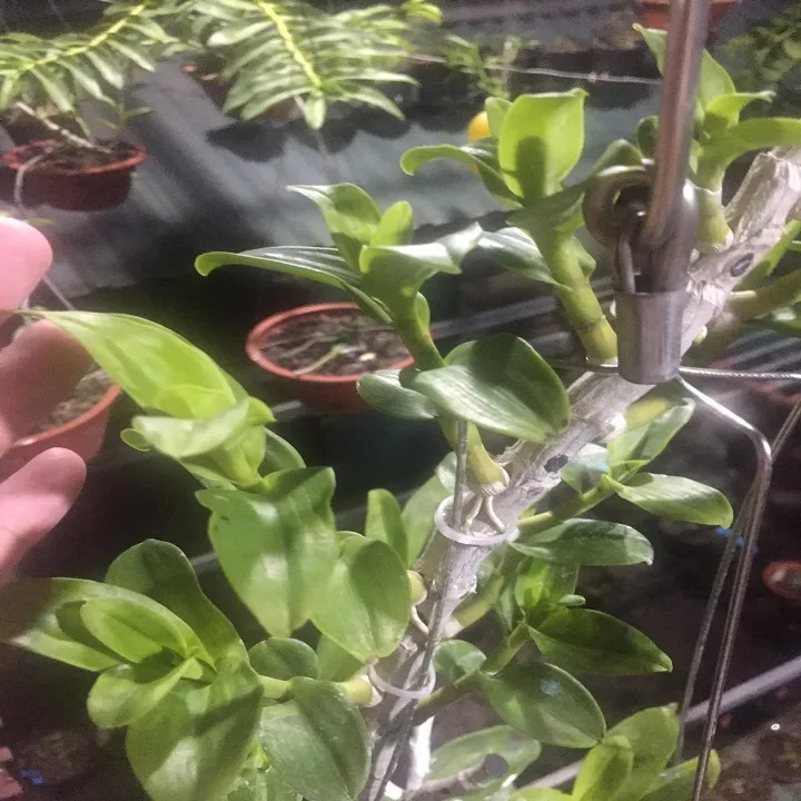 Phi%20%C4%91i%E1%BB%87p%205CT%20Th%E1%BB%B1c%20H%C3%A0,%20hoa%20c%E1%BB%B1c%20%C4%91%E1%BA%B9p,%20tr%E1%BA%AFng%20tinh%20khi%E1%BA%BFt,%20t%C3%A1ch%20ki%20th%C3%A2n%20m%E1%BA%B9%20gi%C3%A1%20r%E1%BA%BB%20-%20Image%207