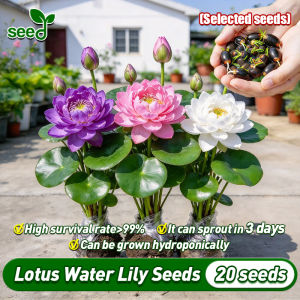 [Selected Seeds] Lotus Water Lily Seeds - Mini Japanese Lotus Seeds for Planting Water Growing Lotus Seeds Lotus Water Lily Plants Flowering Plants Seeds Hydroponic Flower Seeds Indoor Potted Water Lily Live Plant Bonsai Seed Fast Growing Aquatic Plants
