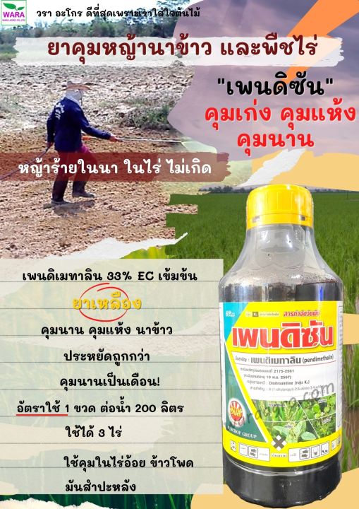 เพนดิเมทาลิน33 เพนดิซัน ยาคุมหญ้านาหว่านข้าวแห้ง คุมใบแคบใบกว้าง
