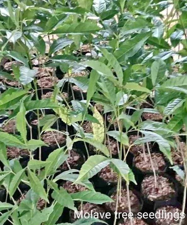 molave seedlings Lazada PH