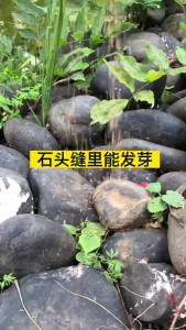 แอสเตอร์ โนวี-เบลเยียม    ดอกไม้ - Aster Novi-belgii      ดอกเยอบีร่าดัตช์