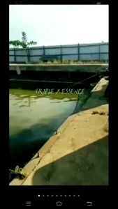 Essen Oplosan TRIPLE X SPESIAL untuk Galatama & Galapung Ikan Mas