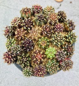 20 cây xương rồng gymno size 15-2cm