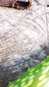 แพ็คคู่)​ หลักไก่ไม้ประดู่​ พร้อม​ เชือกผูกขาไก่​ ถักด้วยพีอี​ อย่างละ​ 1​ ชิ้น