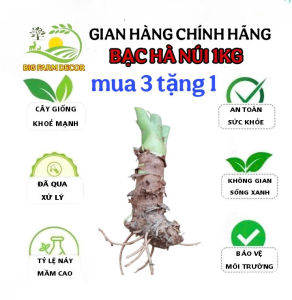 1 cây bạc hà núi lớn mua 3 tặng 1