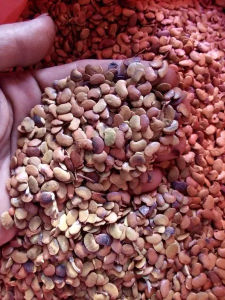 Biji Benih Sonokeling 1kg Kualitas Terbaik