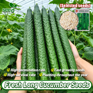 (Fast Growing 30 Seeds) 100% Original Fresh Japanese Cucumber Seeds for Planting Vegetable Plants High Yield Long Cucumber Seeds Poinsett Cucumber Seedlings Organic Seeds Vegetables Seeds for Gardening Balcony Potting Cucumber Live Plant Veggie Seed