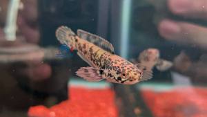 LÓC LIM GRANITE -- ĐỒNG KIỂM VỚI SHIPPER HOẶC QUAY VIDEO KHUI HỘP GỬI SHOP NẾU CÓ SỰ CỐ