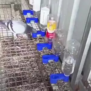2 / 5 / 10 / 20PCS Bird Waterer Bottle/Automatic Drinking Cup/bird drinker Water Drinker Cup