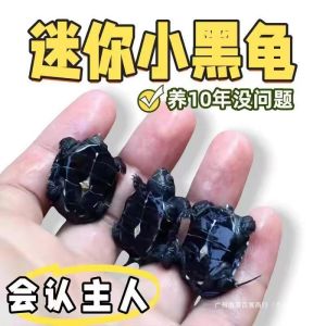 纯种小乌龟批发墨龟克墨成年墨龟粮龟苗颗粒龟中华顶墨全黑田园6