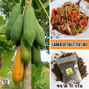 เมล็ดมะละกอแก้วกลางดง ขนาด 10 กรัม