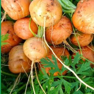 Hạt giống củ cà rốt tròn đỏ-gói 100 hạt