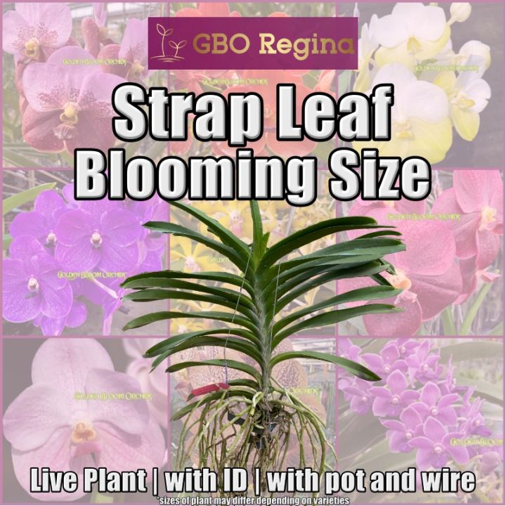 Orchids Strap Leaf (Vanda) Blooming Size (live plant, with ID, with