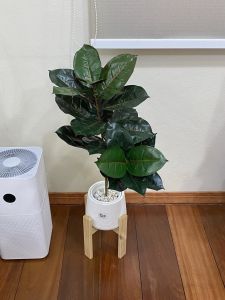 ต้นยางอินเดีย หลังแดง เสมือนจริงสูง 75 ซม พร้อมกระถางพลาสติก ต้นไม้ปลอม ต้นไม้ประดิษฐ์ Leeartplants