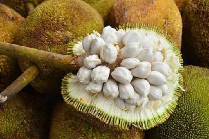 マラン苗 Marang, Artocarpus odoratissimus マラン苗 Marang, Artocarpus odoratissimus