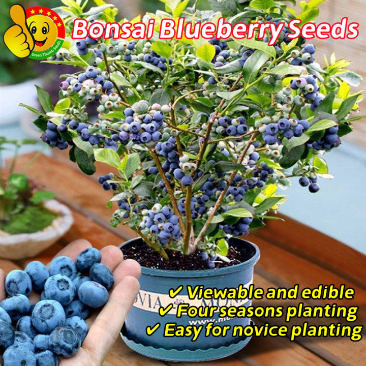 30pcs Delicious Edible Blueberry Plant Seeds for Planting 蓝莓种子 Dwarf ...