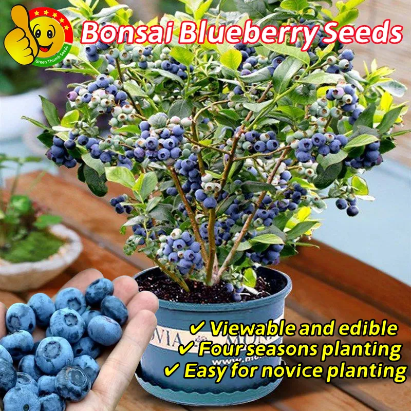 best organic fertilizer for indoor plants Organic Indoor Houseplant Plant Food