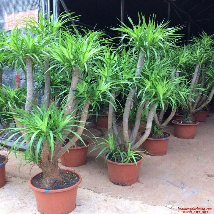 ph%C3%A1t%20t%C3%A0i%20n%C3%BAi%201%20th%C3%A2n%20%C4%91%E1%BA%B9p%20-%20Image%208