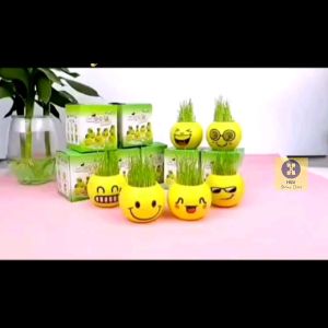 Joyful Planting Easy DIY Growing Kit for Children/Home/Office