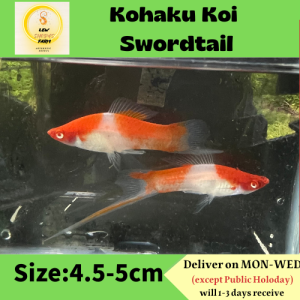 Kohaku Koi Swordtail/ Livefish/ Freshwater/红白剑