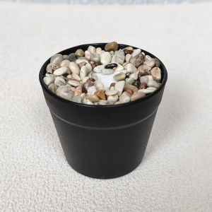 Tanaman Hias Pot Bunga Mini Kaktus Sukulen Artificial Ornamen Dekorasi Ruangan Rumah COD PBP213