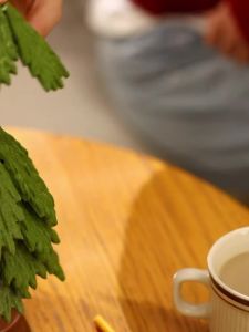 ที่รองแก้วต้นคริสต์มาส   ทนความร้อน   แผ่นรองจานกันความร้อน   ร้านอาหาร   ของตกแต่งสร้างสรรค์   ของตกแต่งวันหยุด   ของขวัญสำหรับสาวๆ   ของขวัญวันเกิด