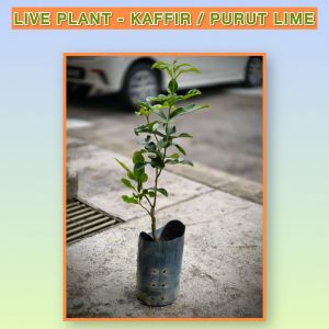 [Real Plant] Lime Leaf Plant – CitrusCharm Lime