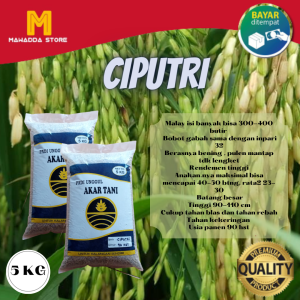 Biji Padi Unggul CIPUTRI 5KG Bibit Unggul