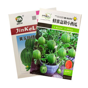 Hạt giống Dưa hấu táo mini ruột Đỏ Vàng - Gói 20 hạt 50 hạt - Nội địa Trung