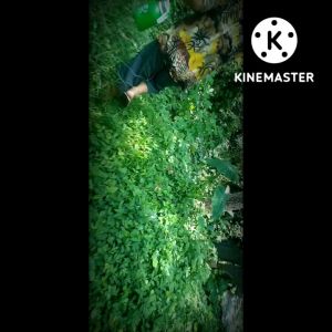 alat fogging asap nyamuk murah paket komplit sparepart Braket