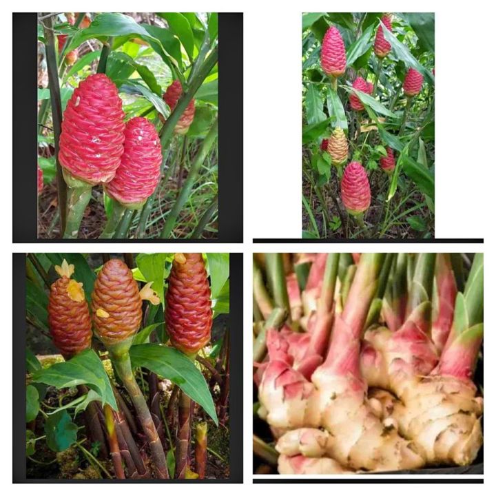 zingiber zerumbet 5 pcs. Lazada PH