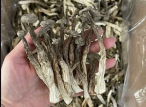 Nấm lộc nhung nguyên cây thơm ngon trọng lượng 1kg