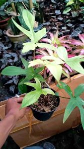 Philodendron Florida Ghost Mint / Philodendron Merpati / Tanaman Hias Philodendron