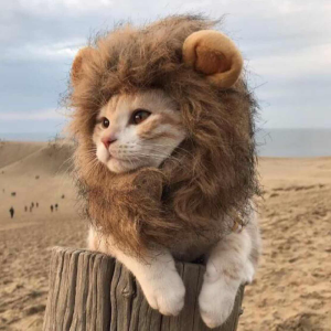 Cute Lion Mane Cat Wig Pet Small Dog Cats Costume Lion Mane Wig Cap Hat for Cat Dogs Costume Cosplay Toy Pet Supplies