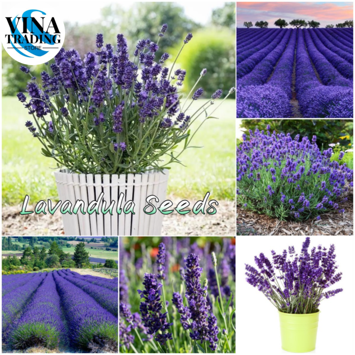 100 Seeds/pack High Quality Lavender Flower Seeds Bonsai Lavender Live