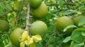 Buah Maja Terbaik: Berat 2-3 Kg, Kenikmatan Buah yang Menggugah Selera!. 