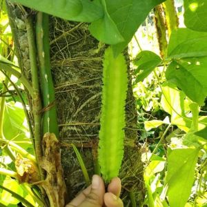 Sigarilyas 7 Seeds Kalamismis Winged Beans Binhi Pantanim Vegetable Outdoor Garden Plant Binhi Pantanim