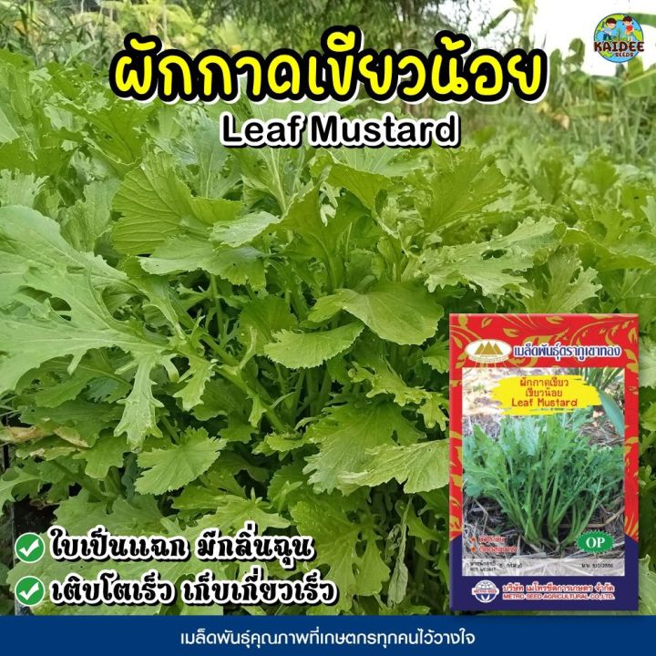 10 อันดับ เมล็ดพันธุ์ผักกาดเขียวน้อย ยี่ห้อไหนดี? อัปเดตปี 2025