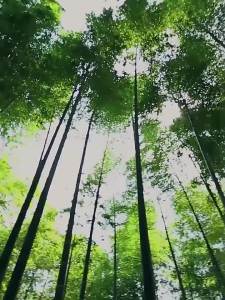 Sauvignon Blanc Summer Mat 1.2m Folding Student Dormitory Single Mattress 0.8 Rice Carbonized Bamboo Mahjong Summer Sleeping Mat