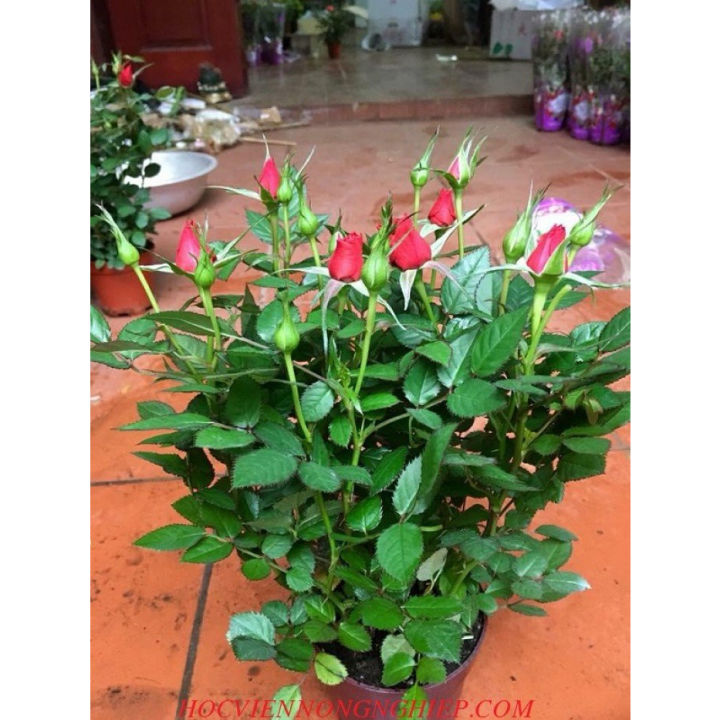 GỐC HOA HỒNG LÙN SIÊU NỤ- SIÊU HOA ( MUA 5 GỐC TẶNG KÍCH RỄ + HƯỚNG DẪN ...